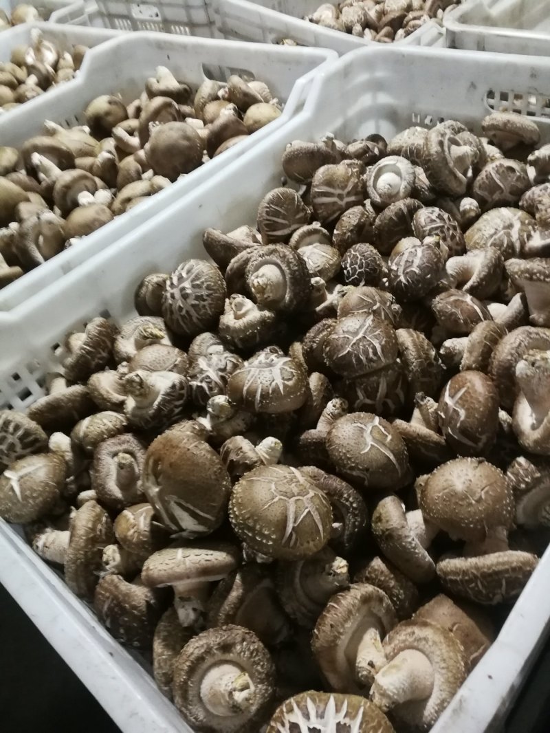 鲜香菇
