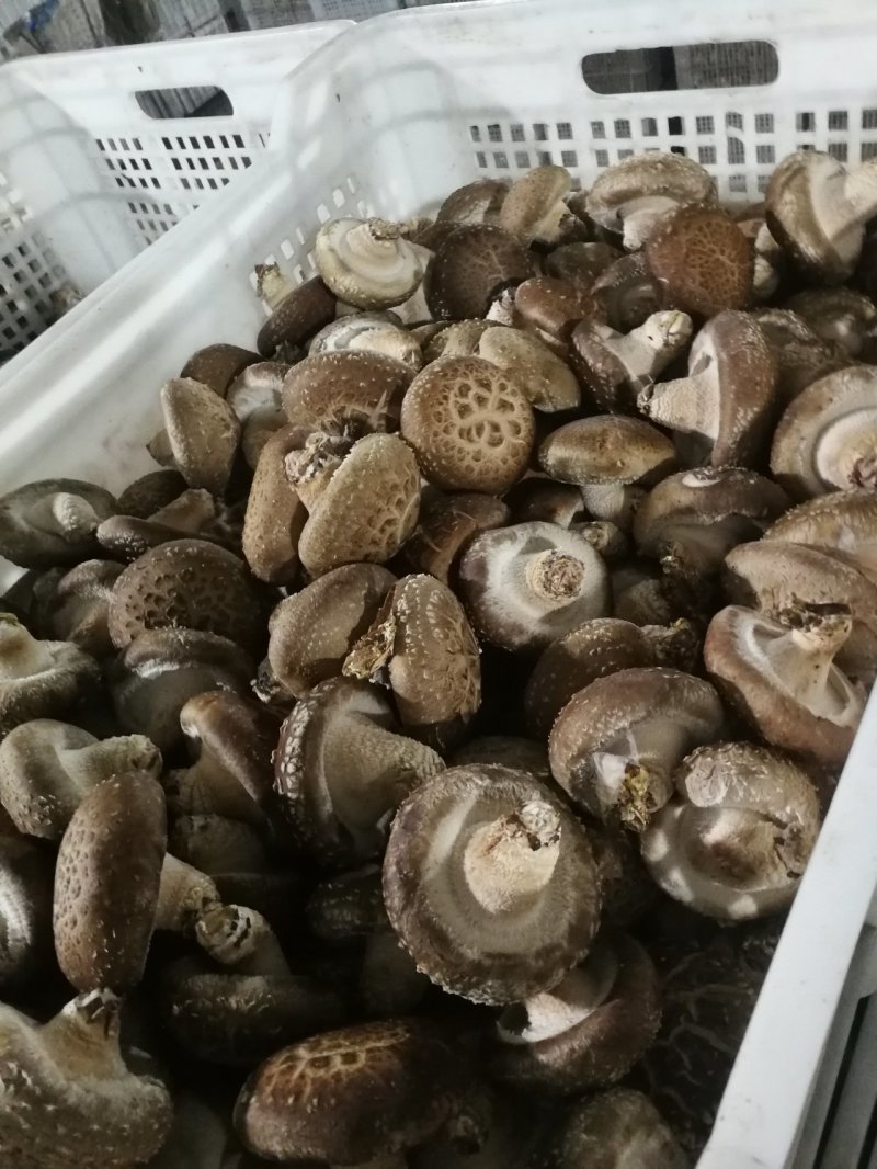 鲜香菇