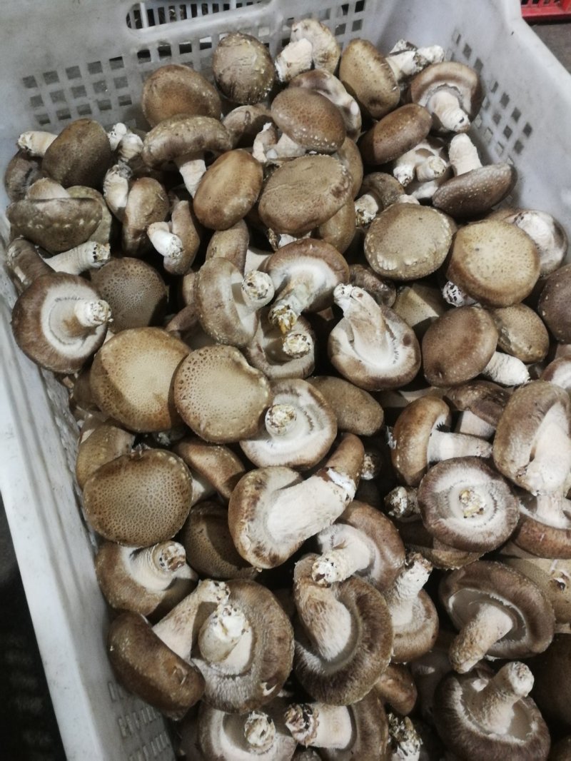 鲜香菇