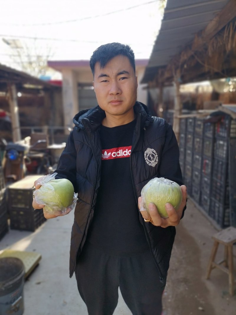王林苹果树苗，成活率高，技术指导，保品种，可签合同