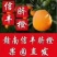 赣南脐橙信丰脐橙采摘进行时保证现摘现发快递包邮
