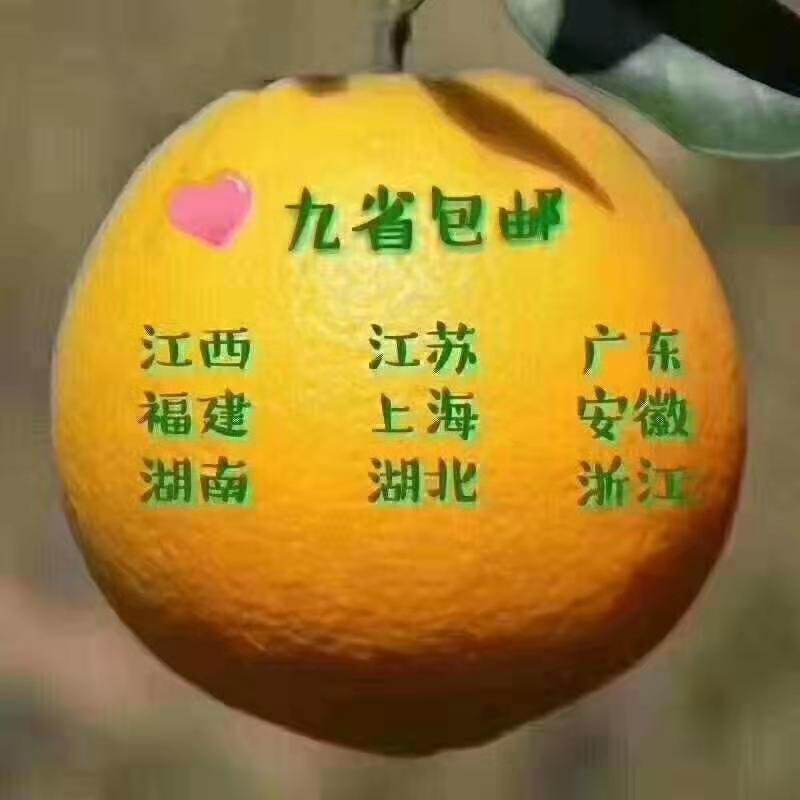 赣南脐橙信丰脐橙采摘进行时保证现摘现发快递包邮