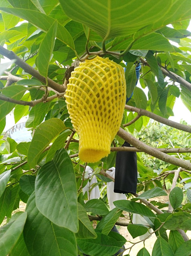 福建凤梨释迦果番荔应季新鲜水果产地直供一件代发顺丰