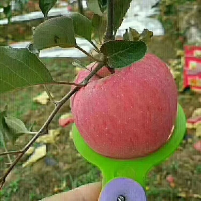 红富士苹果