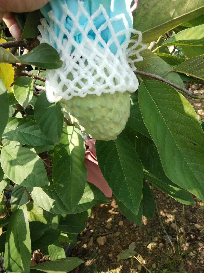 福建凤梨释迦果番荔应季新鲜水果产地直供一件代发顺丰