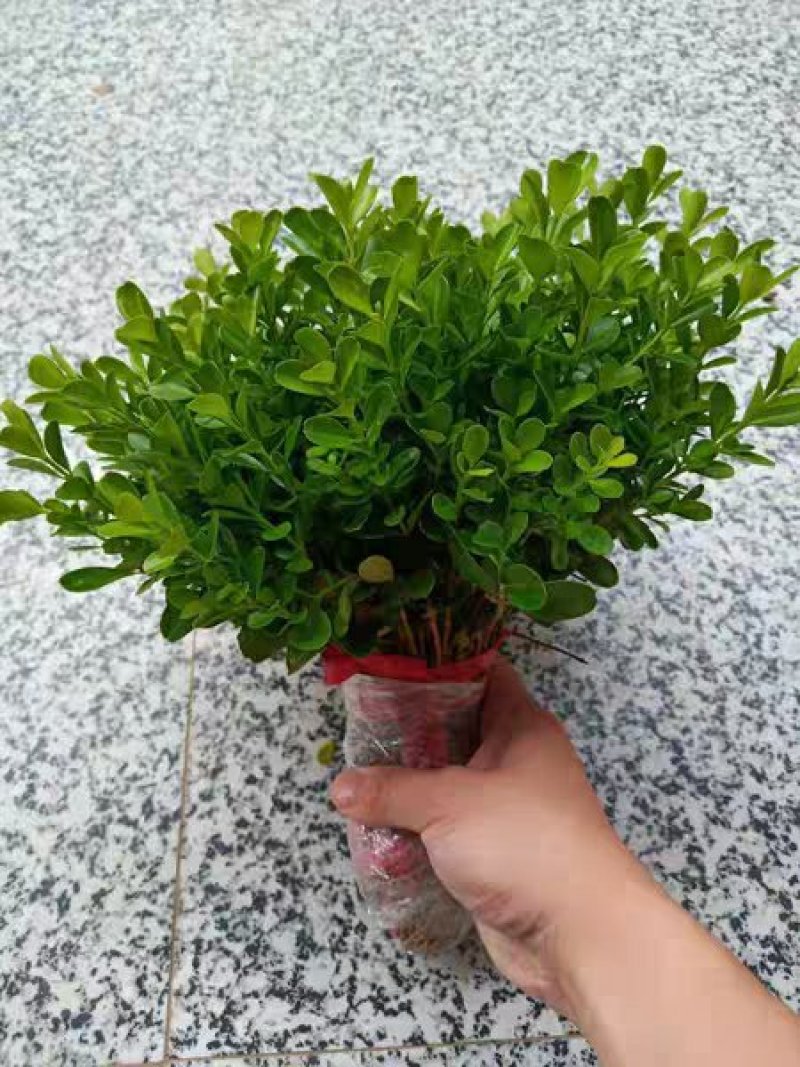 瓜子黄杨球小叶黄杨苗黄杨小苗树苗庭院路道花坛隔离带绿篱绿