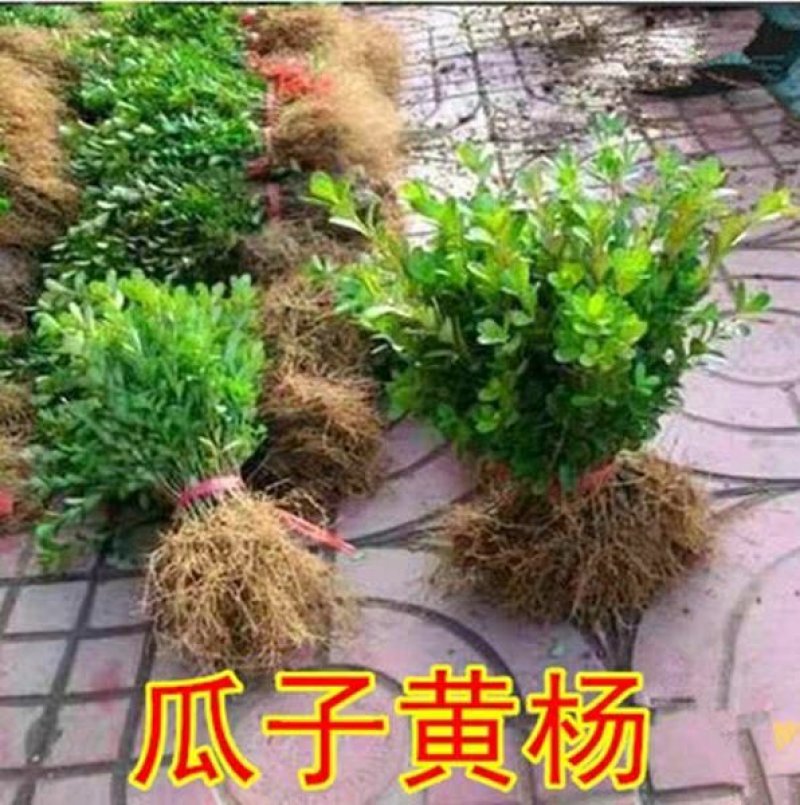 瓜子黄杨球小叶黄杨苗黄杨小苗树苗庭院路道花坛隔离带绿篱绿