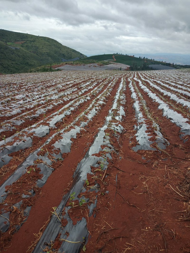 山地出租或转让本人现有开好的山地350亩出租，