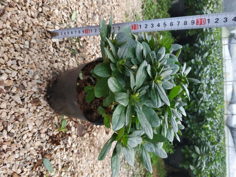 16杯五颗组杨梅红小桃红杜鹃花种植户直销一手货源供应充足