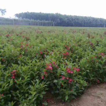 园林绿化苗木锦带苗庭院植物红王子锦带花苗耐寒