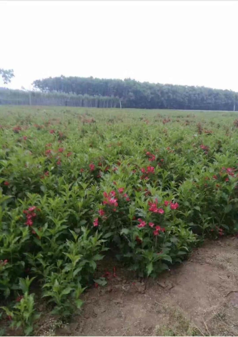 园林绿化苗木锦带苗庭院植物红王子锦带花苗耐寒