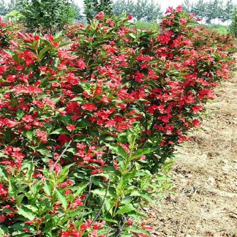 园林绿化苗木锦带苗庭院植物红王子锦带花苗耐寒