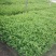 园林绿化苗木锦带苗庭院植物红王子锦带花苗耐寒