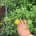 棣棠花室外庭院阳台盆栽耐阴灌木花卉植物棣棠花苗