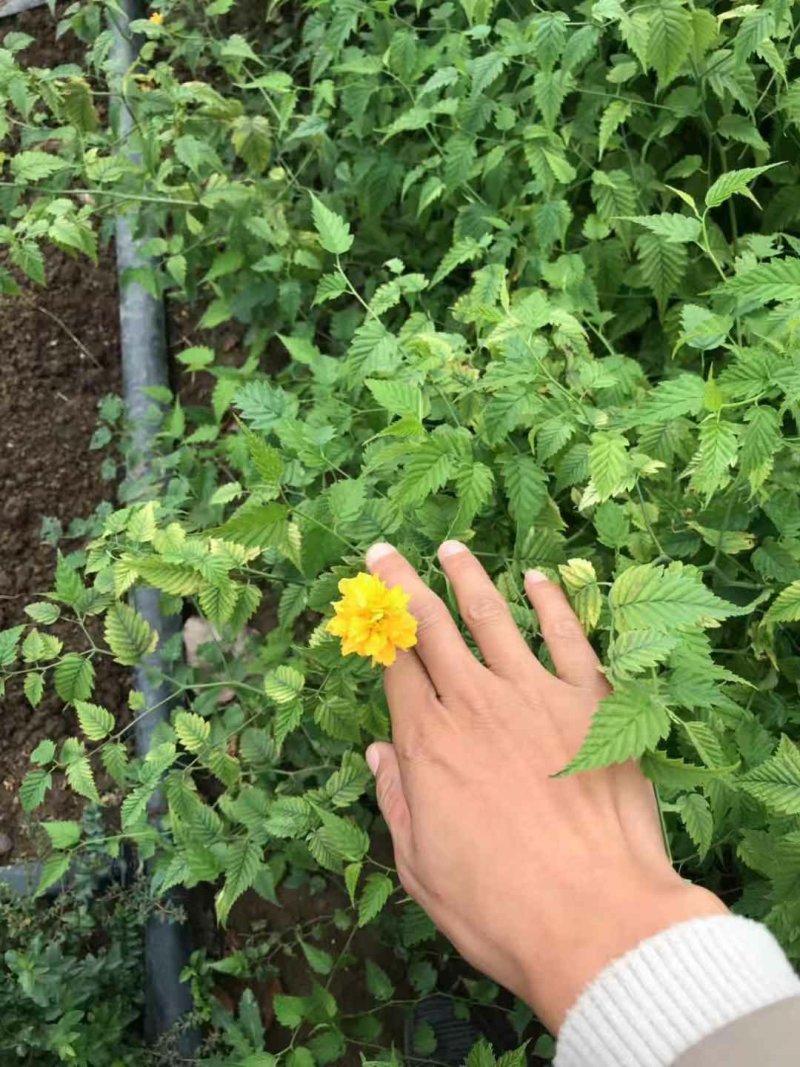 棣棠花室外庭院阳台盆栽耐阴灌木花卉植物棣棠花苗