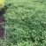 棣棠花室外庭院阳台盆栽耐阴灌木花卉植物棣棠花苗