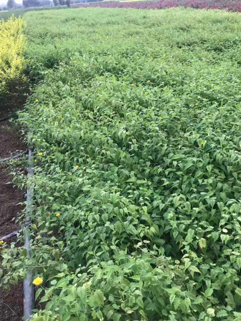 棣棠花室外庭院阳台盆栽耐阴灌木花卉植物棣棠花苗
