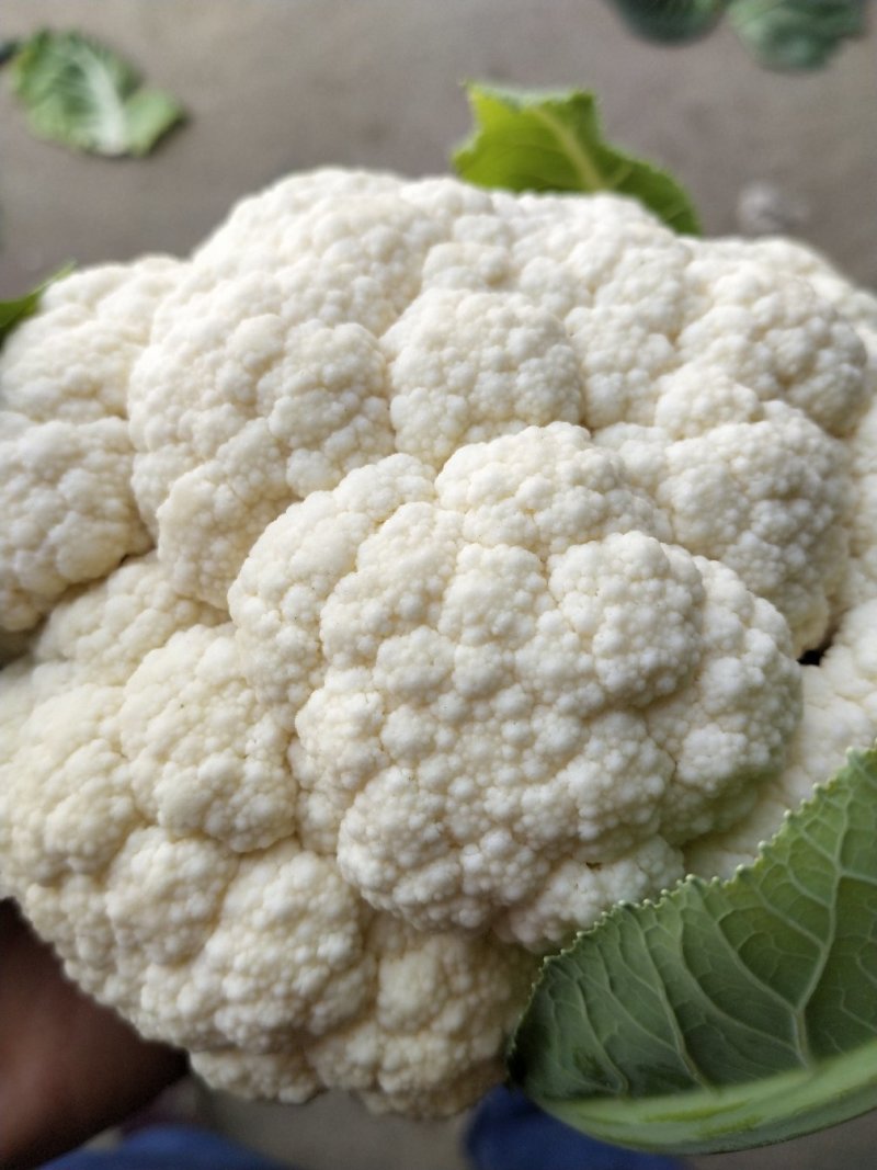 白花菜，实花，菜花，市场加工质量有保证产地代发全国各地
