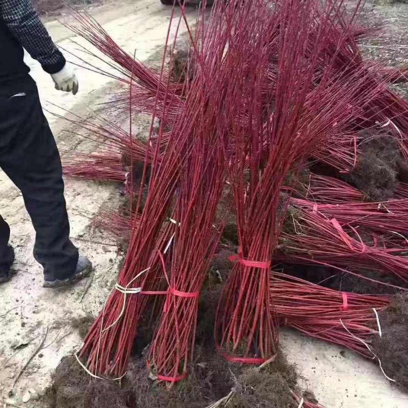 红瑞木红瑞木盆栽树苗冬季观枝花木