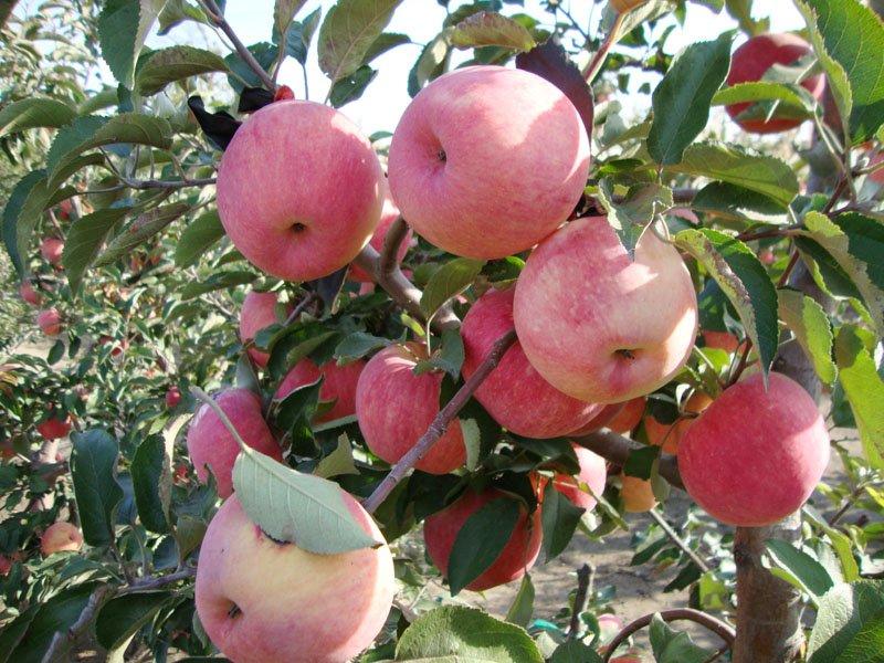 寒富苹果苗，成活率高，技术指导，保品种，可签合同