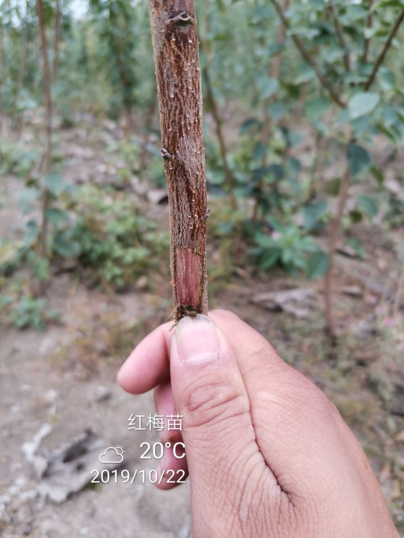 优质骨里红红梅苗全国供应原生苗嫁接苗均有包运输包成活