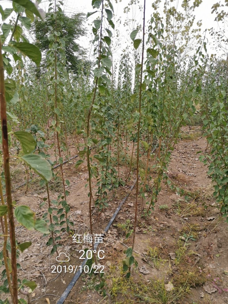 优质骨里红红梅苗全国供应原生苗嫁接苗均有包运输包成活