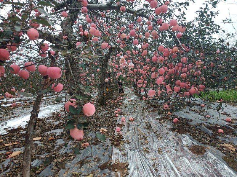 苹果批发，代购，零售