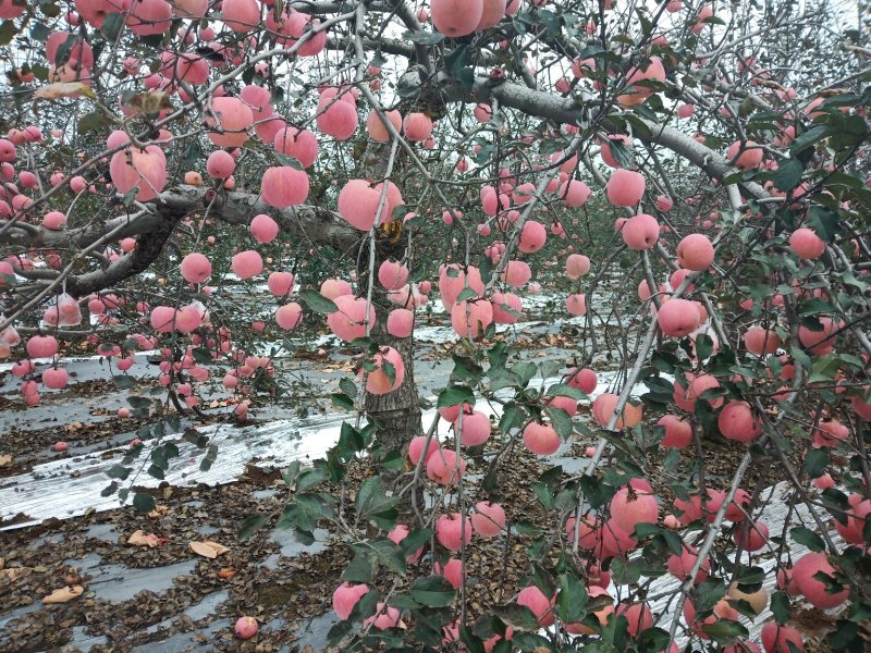 苹果批发，代购，零售