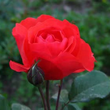 红花月季花苗大红色红帽月季小苗大小规格齐全工程绿化苗