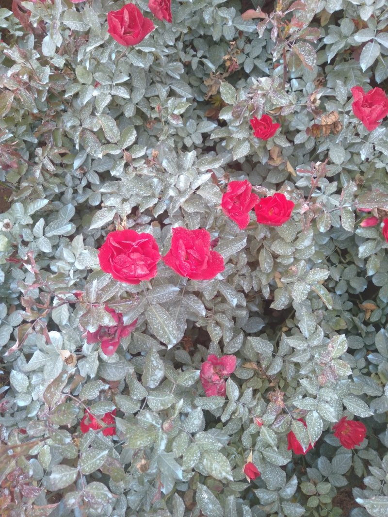 红花月季花苗大红色红帽月季小苗大小规格齐全工程绿化苗