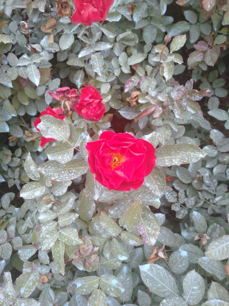 红花月季花苗大红色红帽月季小苗大小规格齐全工程绿化苗