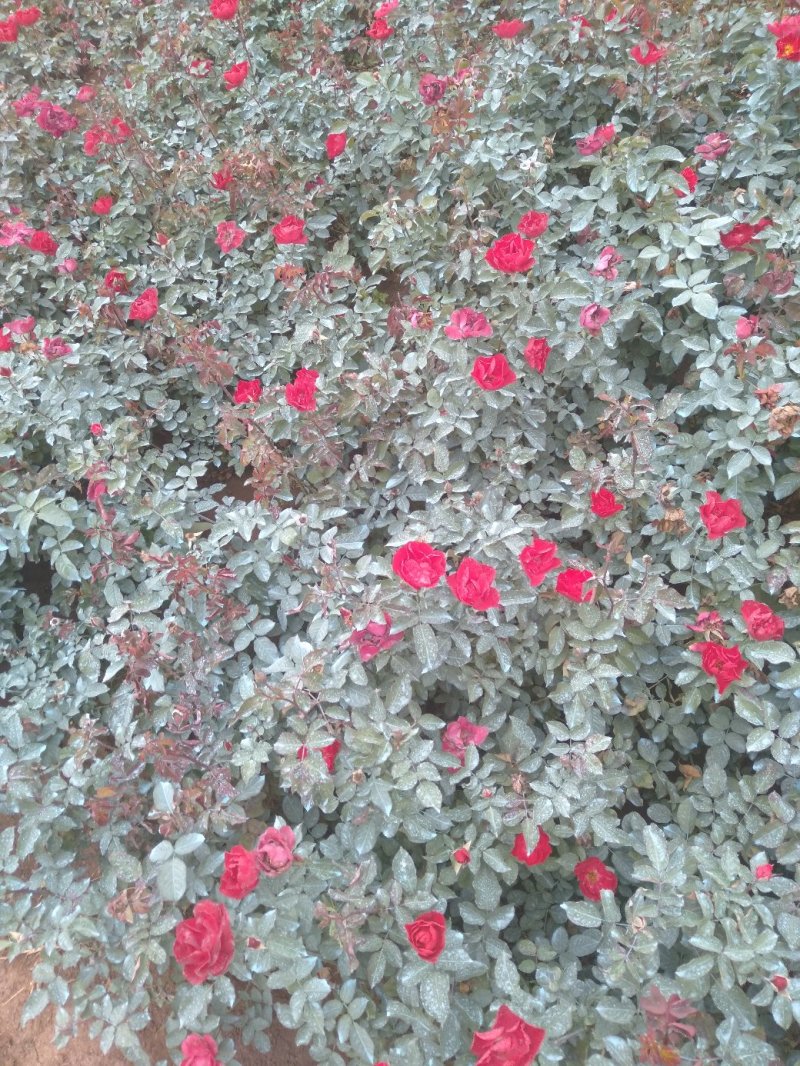 红花月季花苗大红色红帽月季小苗大小规格齐全工程绿化苗