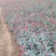 红花月季花苗大红色红帽月季小苗大小规格齐全工程绿化苗