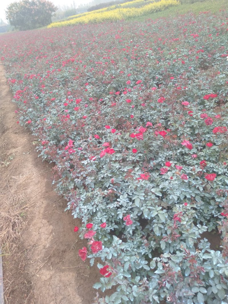 红花月季花苗大红色红帽月季小苗大小规格齐全工程绿化苗