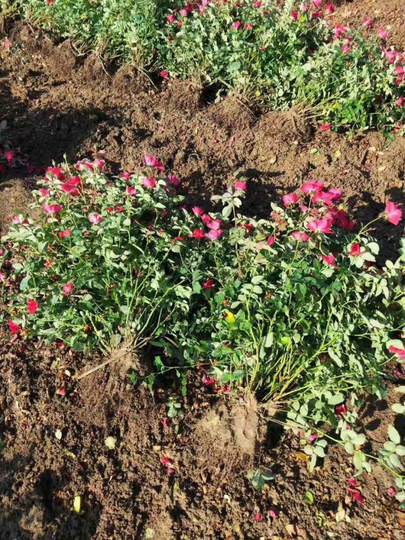 红花月季花苗大红色红帽月季小苗大小规格齐全工程绿化苗