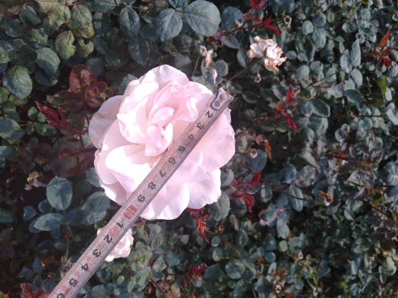 红花月季花苗大红色红帽月季小苗大小规格齐全工程绿化苗