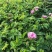 红花月季花苗大红色红帽月季小苗大小规格齐全工程绿化苗