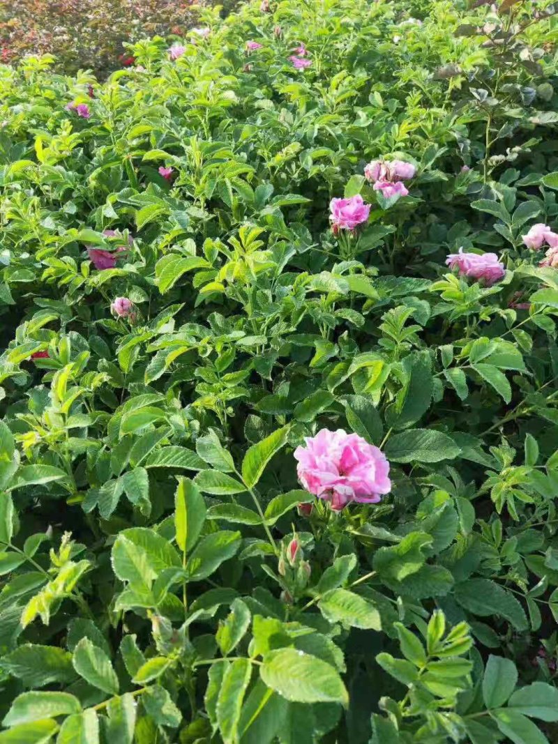 红花月季花苗大红色红帽月季小苗大小规格齐全工程绿化苗