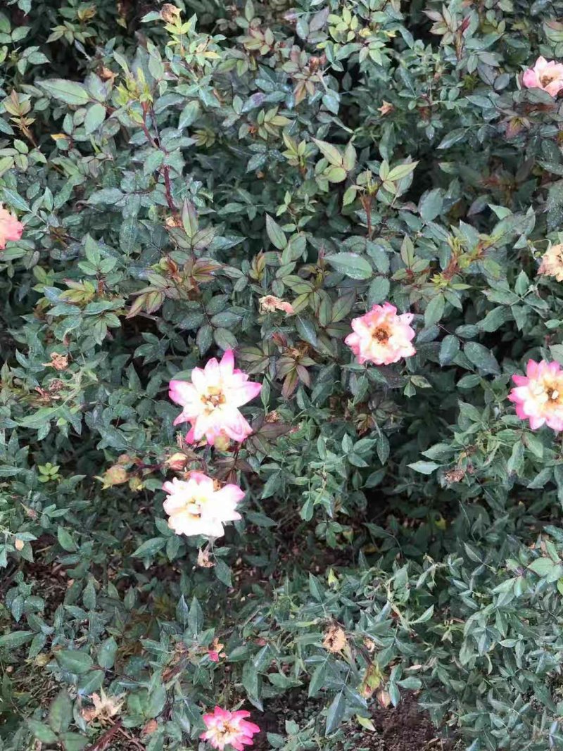 红花月季花苗大红色红帽月季小苗大小规格齐全工程绿化苗