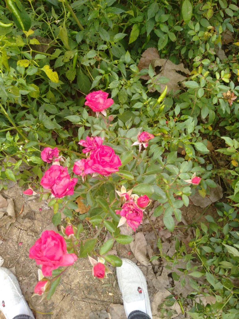 红花月季花苗大红色红帽月季小苗大小规格齐全工程绿化苗
