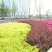 红叶小糪树苗庭院彩色植物红叶小檗苗紫叶小檗花苗绿篱苗绿化