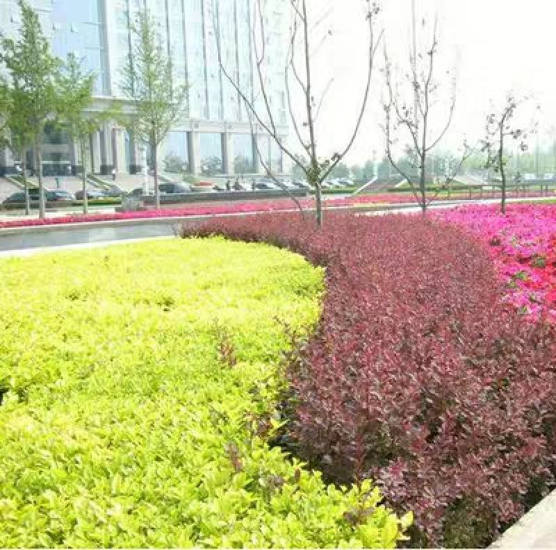 红叶小糪树苗庭院彩色植物红叶小檗苗紫叶小檗花苗绿篱苗绿化