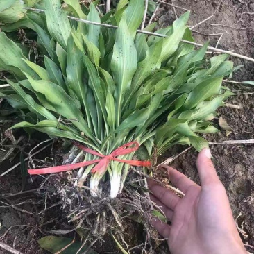 大花萱草基地直销庭院绿化苗木