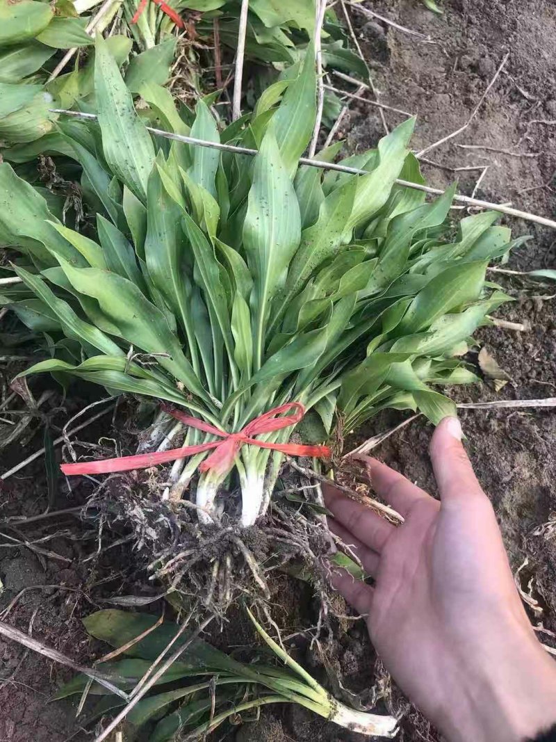 大花萱草基地直销庭院绿化苗木