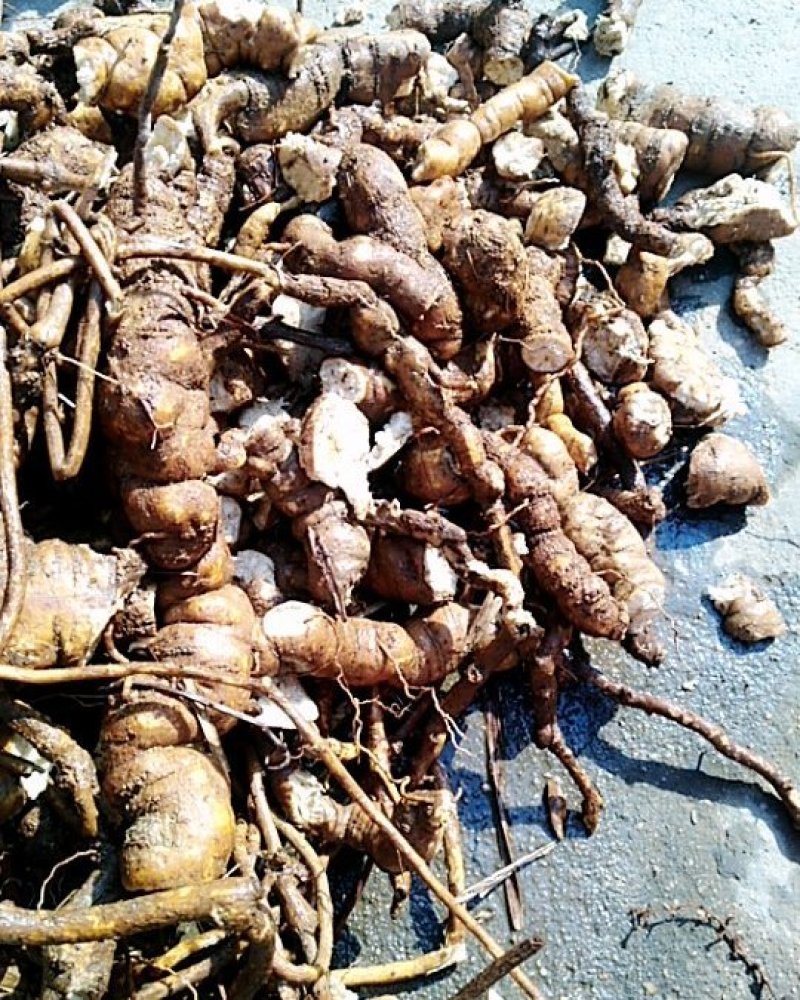 粉防己，正品，纯野生，已清洗。