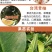 正宗泰国红宝石柚子苗真苗泰国红宝石青柚苗带泥球发货