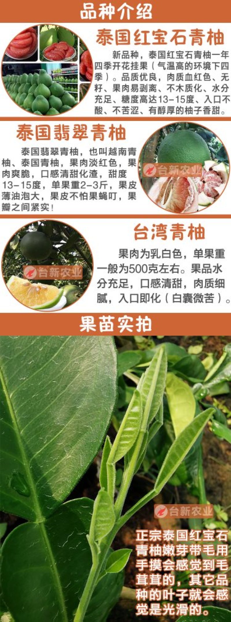 正宗泰国红宝石柚子苗真苗泰国红宝石青柚苗带泥球发货