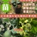 正宗泰国红宝石柚子苗真苗泰国红宝石青柚苗带泥球发货