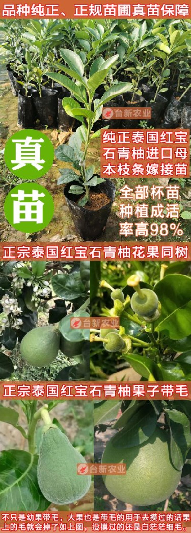 正宗泰国红宝石柚子苗真苗泰国红宝石青柚苗带泥球发货
