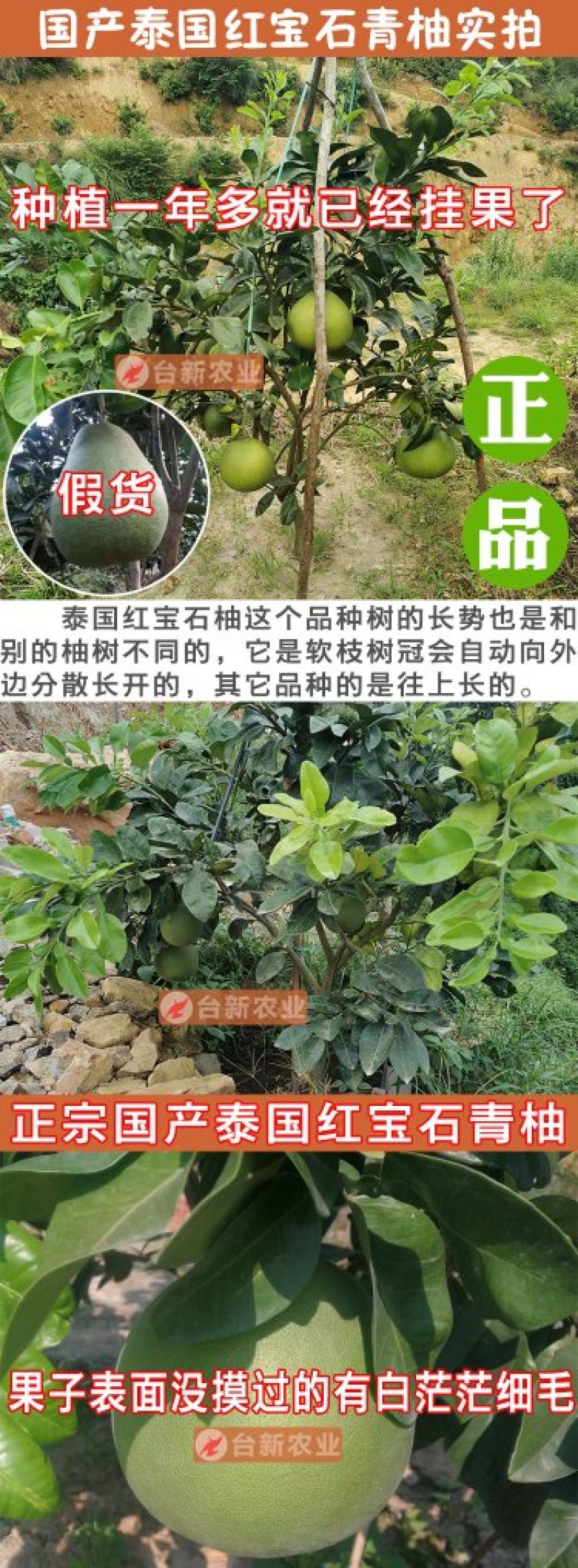 正宗泰国红宝石柚子苗真苗泰国红宝石青柚苗带泥球发货